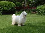 CHIEN NU CHINOIS 290